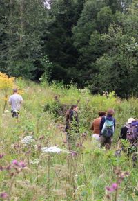 Balade botanique, les plantes pour tisanes