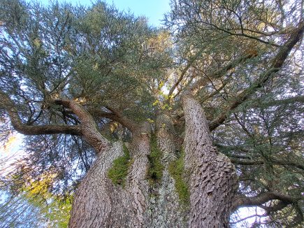 Un cèdre de 200 ans