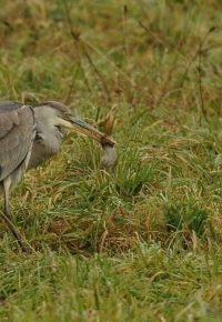 Oiseaux et libellules de la Sauvetat
