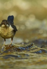 Découverte de la faune sauvage des gorges de la Dunières