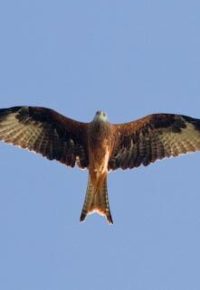 Les oiseaux des environs d’Alleyrac