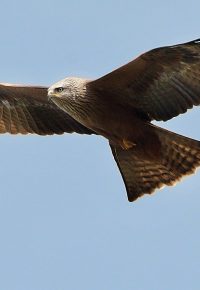 A la rencontre des Milans noirs