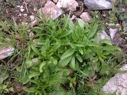 La mâche une douceur sauvage