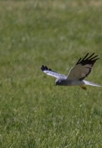 Week-end de prospection collective : à la recherche du Busard cendré sur le Plateau du Devès