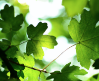 Communiquer avec l’esprit végétal