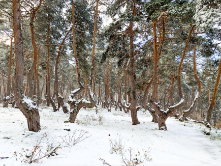Patrimoine des pins de boulange