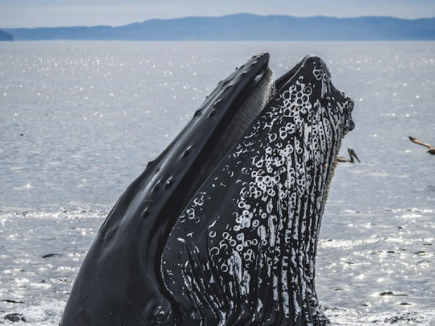 Biodiversité depuis les fonds marins