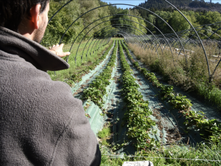 Émeric et ses fruits rouges