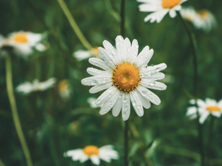 Ressentir Bouger Rêver