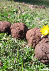 Atelier bombes à graines et observation des bêtes du sol