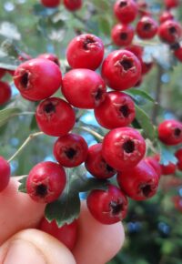 « Les richesses de l’Automne » découvertes et cueillettes automnales (Retournac, Haute-Loire)
