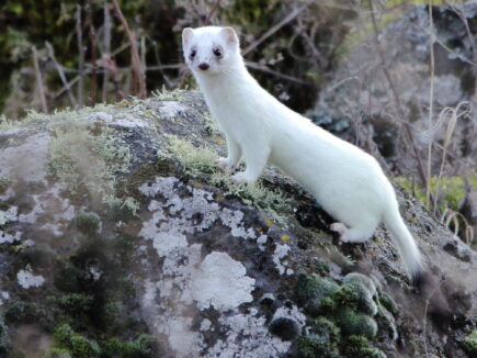 Observons la NATURE, l’hiver