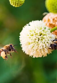 Conférence feu follet   De la fleur au miel : l’abeille …. et l’apiculteur    Raphaëlle Modock et Hervé Braud