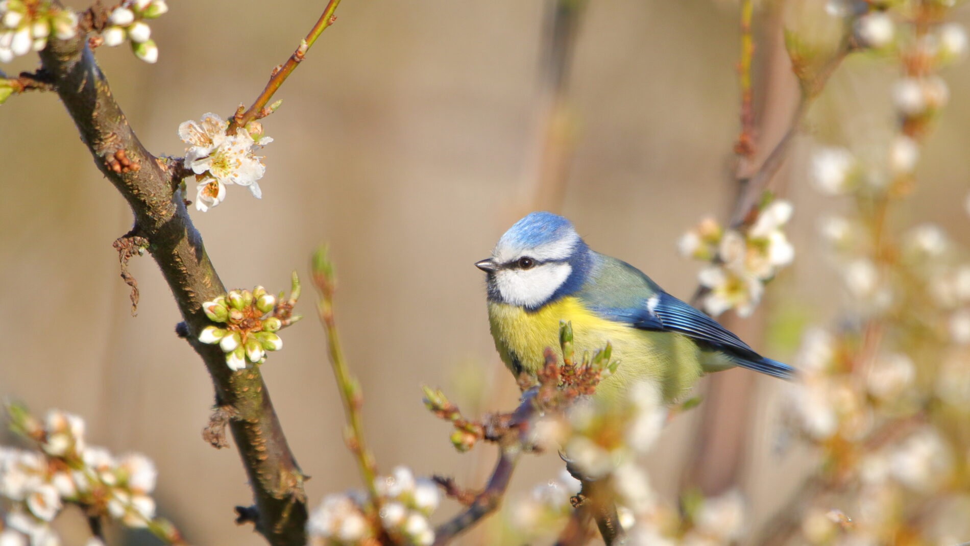mesange bleue photo marine schmitt