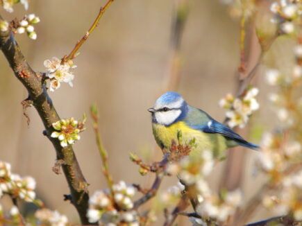 les CHANTS du printemps
