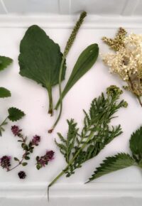 Journée Yoga et cueillette et cuisine sauvage