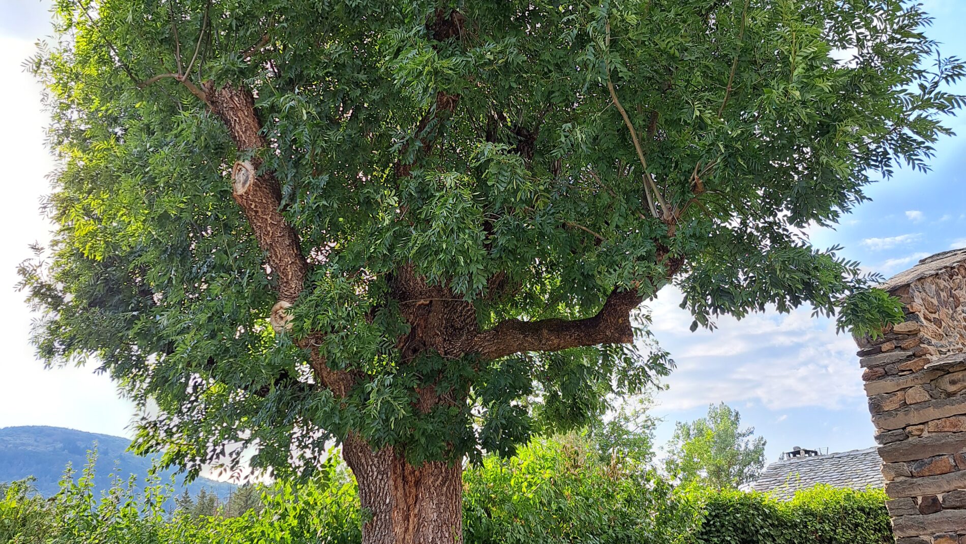 vieil arbre