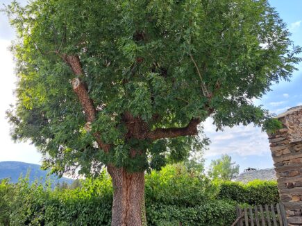 Un FRÊNE de près de 300 ans