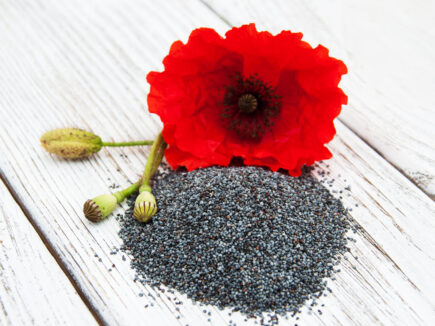 GOMASIO de coquelicot