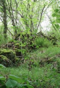 Balade botanique « Les plantes  toxiques et comestibles »