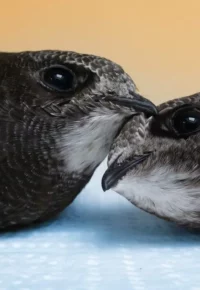 Semaine de la biodiversité de Lantriac