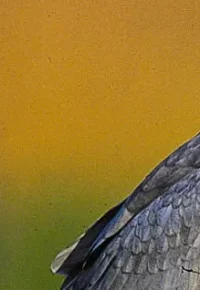 L’épopée des Busards cendrés