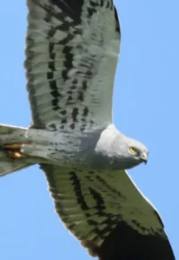 Le Busard cendré a besoin de vous sur le plateau du Devès !