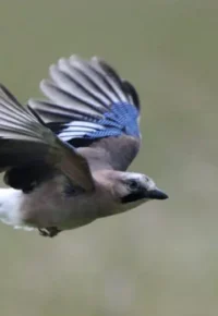 Exposition « Oiseaux et biodiversité »