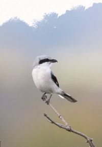 Marathon Pie-grièche grise