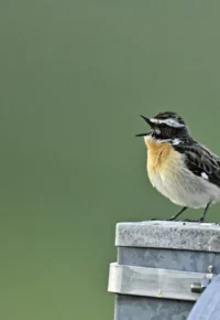 Découverte des oiseaux du massif du Mézenc