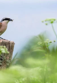Ferme ouverte à la ferme de Belna