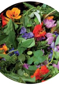 Plantes sauvages comestibles et médicinales en balade dans Lavoûte-Chilhac avec  Guy LALIERE.