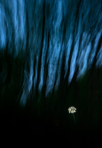 A QUOI RÊVENT LES FLEURS