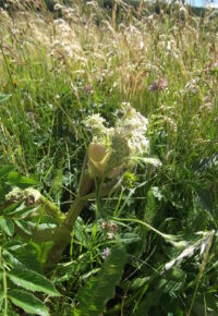 Les plantes à tisane