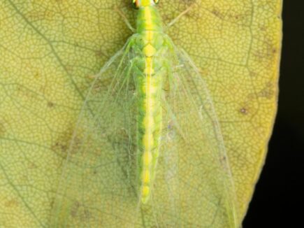 Fabriquer un hôtel à CHRYSOPES