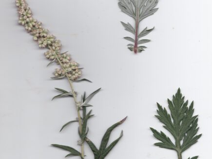 L’ARMOISE commune, l’Herbe des Femmes