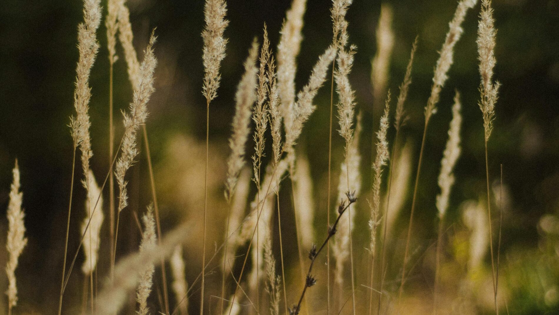 plante sauvage en tête