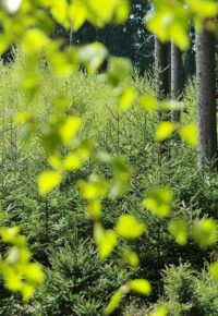 pexels-pixabay-414798