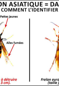 Réunion d’information lutte contre le frelon asiatique