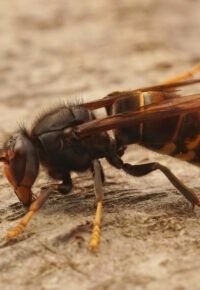 Agir ensemble contre le frelon asiatique