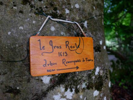 LE GROS ROULE, chêne de 400 ans