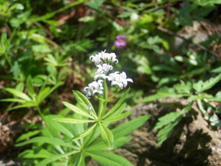 L’ASPERULE ODORANTE