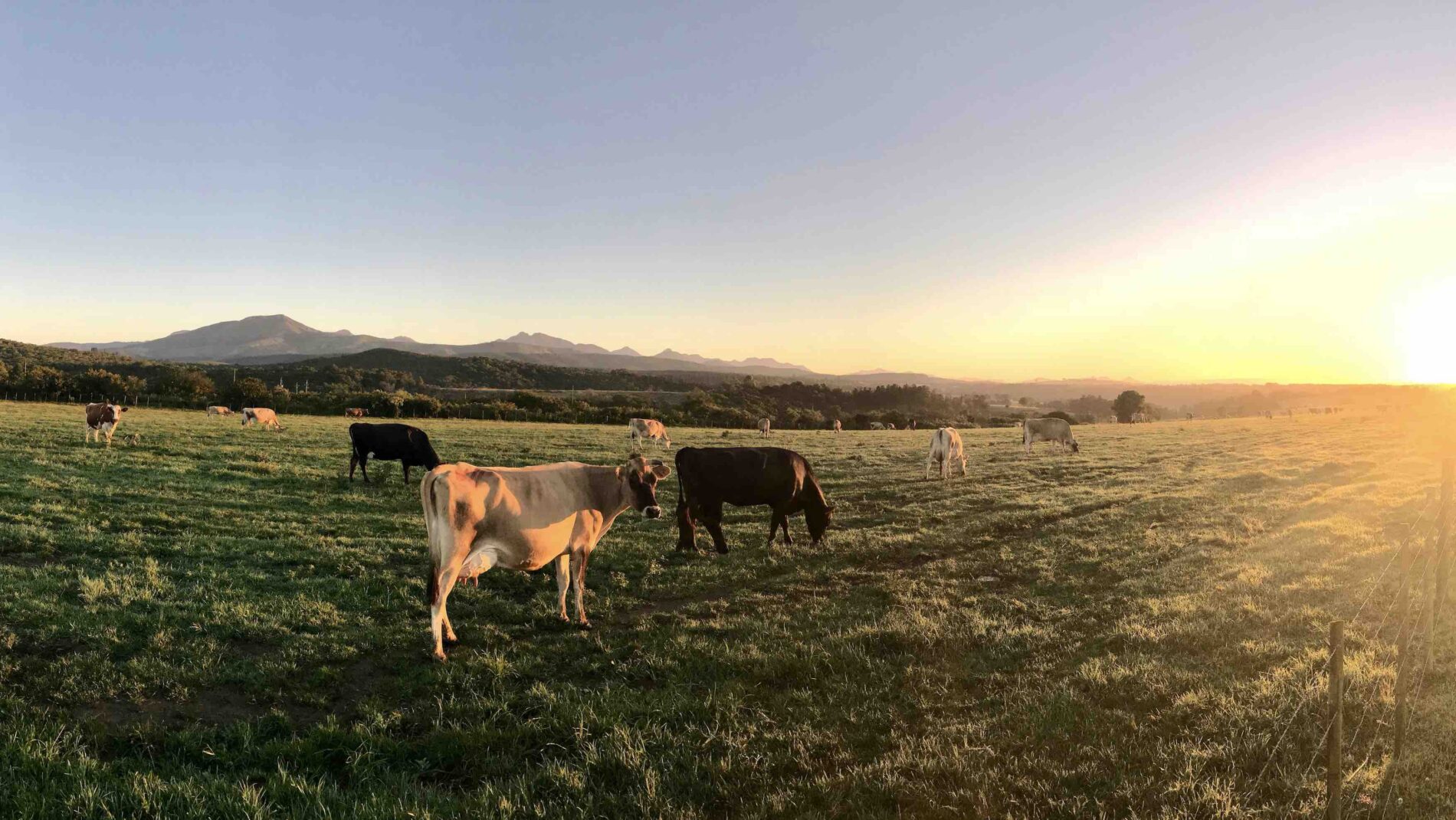 lait hve haute loire