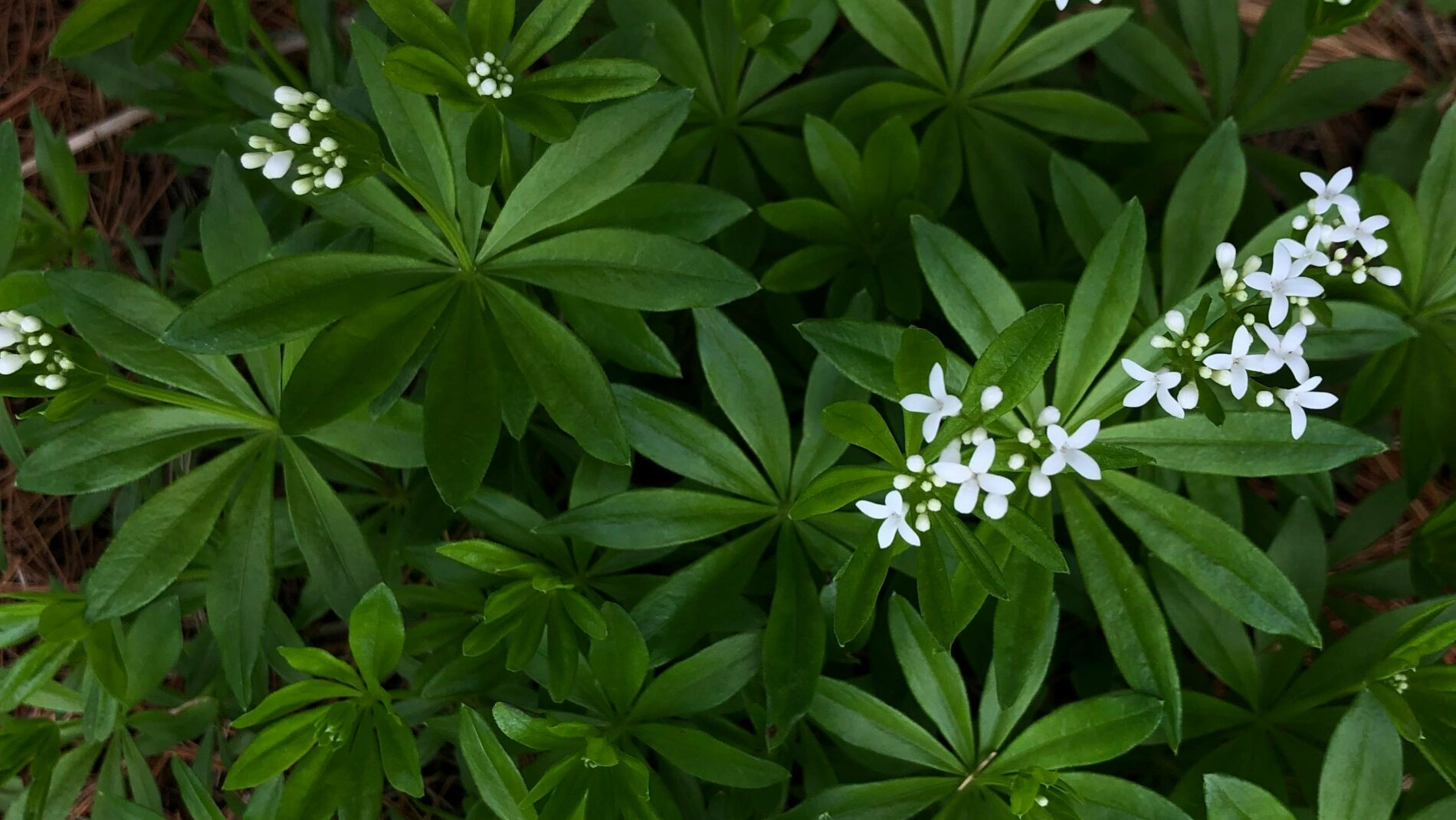 L’apaisante aspérule en tête
