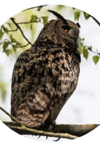 Exposition photo  » Le Grand-Duc, seigneur de la nuit  » de Vincent AMARIDON, et Restitution du stage photo sur la rivière.