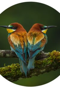 Exposition «  de poils ou de plumes », photographies animalières de Philippe GRAND