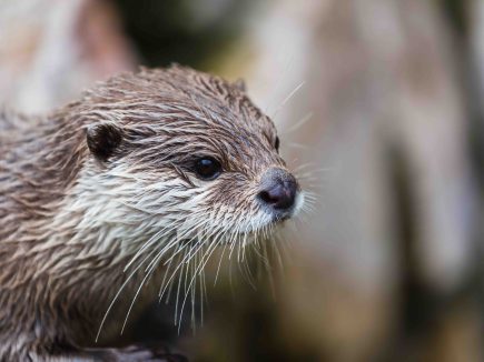 Qui se cache près de nous ?