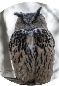 « Le Grand-Duc, seigneur de la nuit » & « L’Alliée des Tacons  » de Vincent AMARIDON