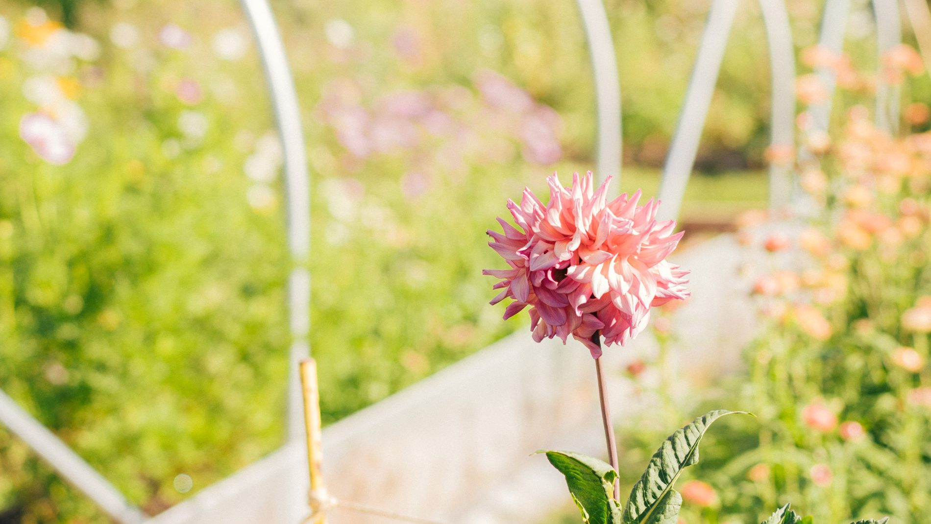 photographie Jessica Sanchez