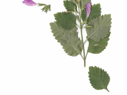 Le Calament à grande fleur